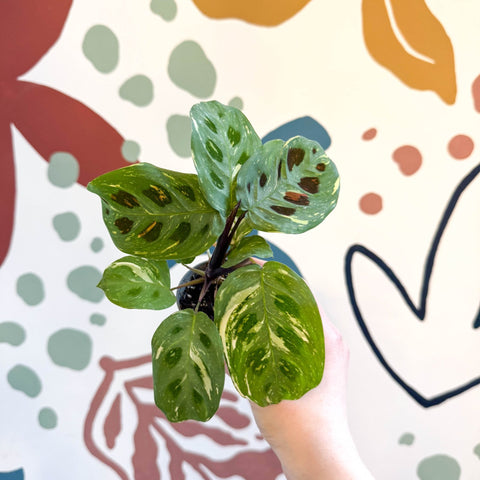 Maranta leuconeura ‘Fiesta’ - Sprouts of Bristol