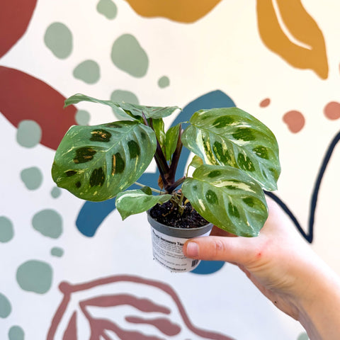 Maranta leuconeura ‘Fiesta’ - Sprouts of Bristol