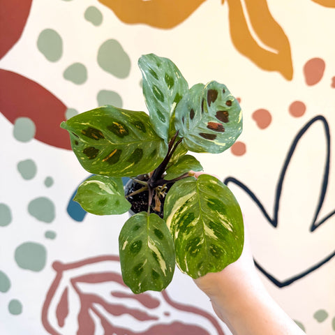 Maranta leuconeura ‘Fiesta’ - Sprouts of Bristol