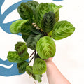 Maranta Leuconeura 'Shadow' - Prayer Plant - Sprouts of Bristol