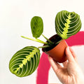 Maranta leuconeura var. erythroneura 'Lemon Lime' - Prayer Plant - Sprouts of Bristol