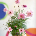 Marguerite Daisy - Argyranthemum 'Madeira Crested Pink' - British Grown - Sprouts of Bristol