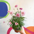 Marguerite Daisy - Argyranthemum 'Madeira Crested Pink' - British Grown - Sprouts of Bristol