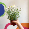 Marguerite Daisy - Argyranthemum 'Madeira Crested White' - British Grown - Sprouts of Bristol
