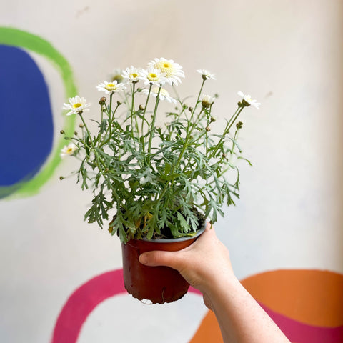 Marguerite Daisy - Argyranthemum 'Madeira Crested White' - British Grown - Sprouts of Bristol