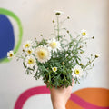 Marguerite Daisy - Argyranthemum 'Madeira Crested White' - British Grown - Sprouts of Bristol