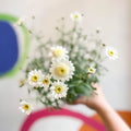 Marguerite Daisy - Argyranthemum 'Madeira Crested White' - British Grown - Sprouts of Bristol