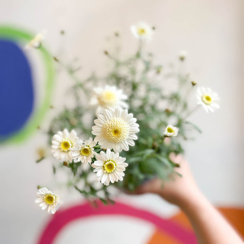 Marguerite Daisy - Argyranthemum 'Madeira Crested White' - British Grown - Sprouts of Bristol