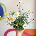 Marguerite Daisy - Argyranthemum 'Madeira Crested White' - British Grown - Sprouts of Bristol
