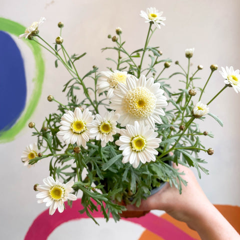 Marguerite Daisy - Argyranthemum 'Madeira Crested White' - British Grown - Sprouts of Bristol