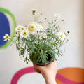 Marguerite Daisy - Argyranthemum 'Madeira Crested White' - British Grown - Sprouts of Bristol