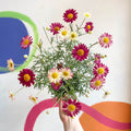 Marguerite Daisy - Argyranthemum 'Madeira Red' - British Grown - Sprouts of Bristol