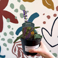 Meadow Sage - Salvia hybrida 'Blue By You' - British Grown Perennial - Sprouts of Bristol