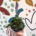 Meadow Sage - Salvia hybrida 'Blue By You' - British Grown Perennial - Sprouts of Bristol