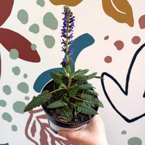 Meadow Sage - Salvia hybrida 'Blue By You' - British Grown Perennial - Sprouts of Bristol