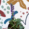 Meadow Sage - Salvia hybrida 'Blue By You' - British Grown Perennial - Sprouts of Bristol