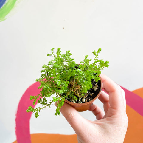 Meadow Spikemoss - Selaginella - Welsh Grown - Sprouts of Bristol