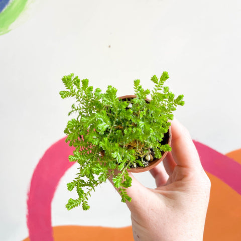 Meadow Spikemoss - Selaginella - Welsh Grown - Sprouts of Bristol