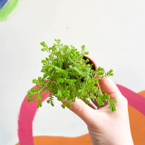 Meadow Spikemoss - Selaginella - Welsh Grown - Sprouts of Bristol