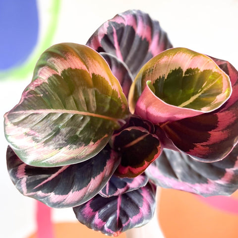 Medallion Calathea - Calathea Roseopicta 'Illustris' - Sprouts of Bristol