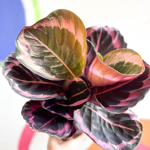 Medallion Calathea - Calathea Roseopicta 'Illustris' - Sprouts of Bristol