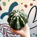 Melocactus maxonii ‘Inermis’ – Spineless Turk’s Cap Cactus - Sprouts of Bristol