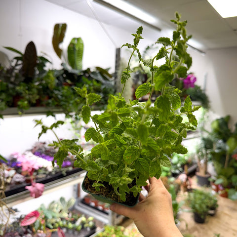 Mentha × piperita f. citrata ‘Strawberry’ - Strawberry Mint - British Grown Culinary Herbs - Sprouts of Bristol