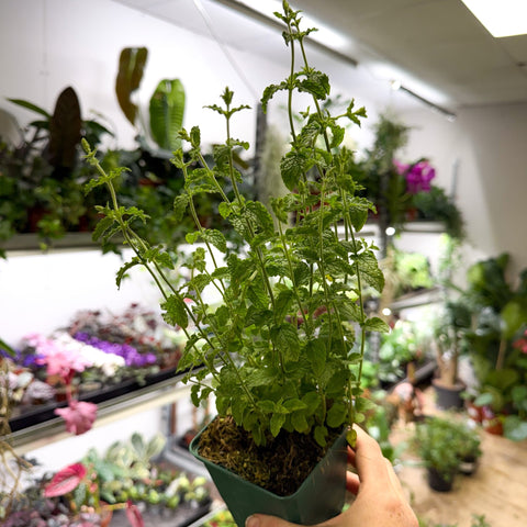 Mentha × piperita f. citrata ‘Strawberry’ - Strawberry Mint - British Grown Culinary Herbs - Sprouts of Bristol