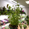 Mentha × piperita f. citrata ‘Strawberry’ - Strawberry Mint - British Grown Culinary Herbs - Sprouts of Bristol