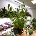 Mentha × piperita f. citrata ‘Strawberry’ - Strawberry Mint - British Grown Culinary Herbs - Sprouts of Bristol