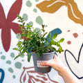 Mentha × piperita – Peppermint - Culinary Herbs - Sprouts of Bristol