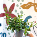 Mentha × piperita – Peppermint - Culinary Herbs - Sprouts of Bristol