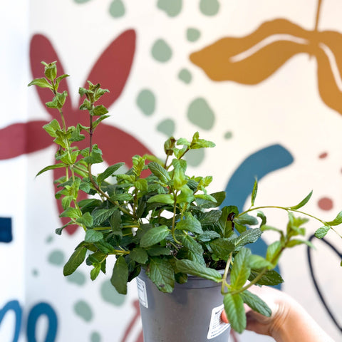 Mentha × piperita – Peppermint - Culinary Herbs - Sprouts of Bristol