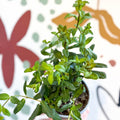 Mentha × piperita – Peppermint - Culinary Herbs - Sprouts of Bristol