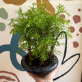Metasequoia - Dawn Redwood Bonsai - Sprouts of Bristol