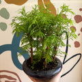 Metasequoia - Dawn Redwood Bonsai - Sprouts of Bristol
