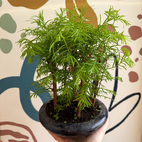 Metasequoia - Dawn Redwood Bonsai - Sprouts of Bristol
