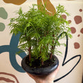 Metasequoia - Dawn Redwood Bonsai - Sprouts of Bristol
