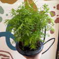 Metasequoia - Dawn Redwood Bonsai - Sprouts of Bristol