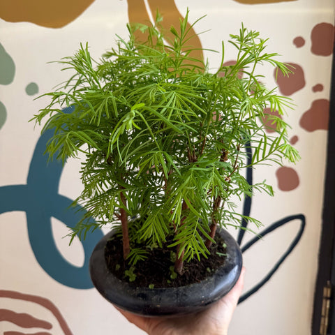 Metasequoia - Dawn Redwood Bonsai - Sprouts of Bristol