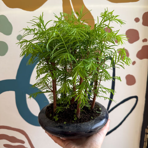 Metasequoia - Dawn Redwood Bonsai - Sprouts of Bristol