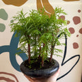 Metasequoia - Dawn Redwood Bonsai - Sprouts of Bristol