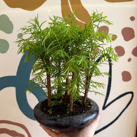 Metasequoia - Dawn Redwood Bonsai - Sprouts of Bristol