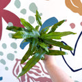 Microsorum pteropus – Java Fern - Sprouts of Bristol