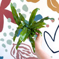 Microsorum pteropus – Java Fern - Sprouts of Bristol