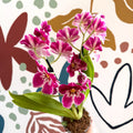 Miltonia - Pink Pansy Orchid - Sprouts of Bristol