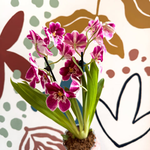 Miltonia - Pink Pansy Orchid - Sprouts of Bristol