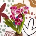 Miltonia - Pink Pansy Orchid - Sprouts of Bristol