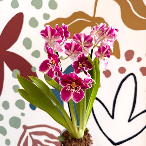 Miltonia - Pink Pansy Orchid - Sprouts of Bristol