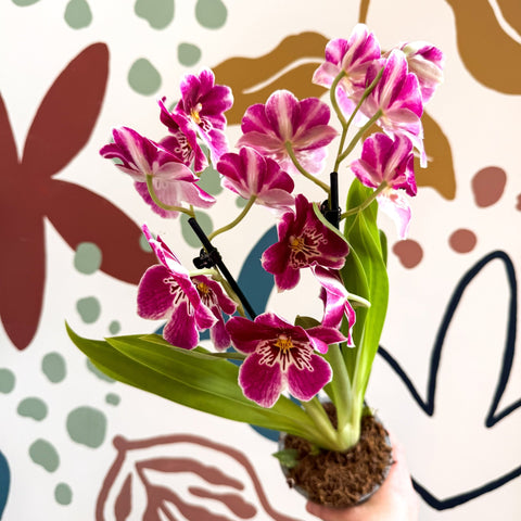 Miltonia - Pink Pansy Orchid - Sprouts of Bristol